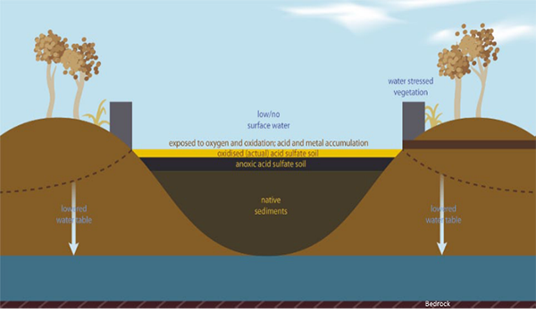 Acid Sulfate Soils