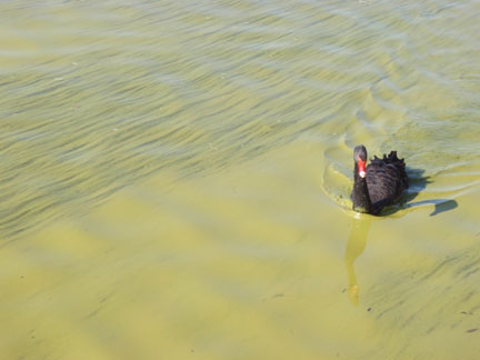 Water temperature found to not impact blue-green algae blooms